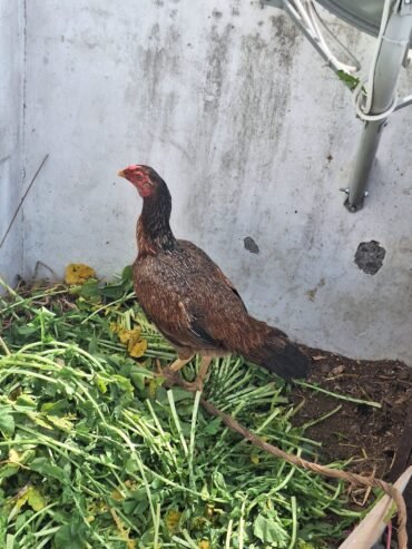 Madipara Female With 6 Chicks for Sale Delivery Also Available