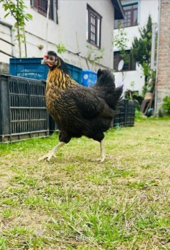 Pure Kashmiri Egg Laying Hen